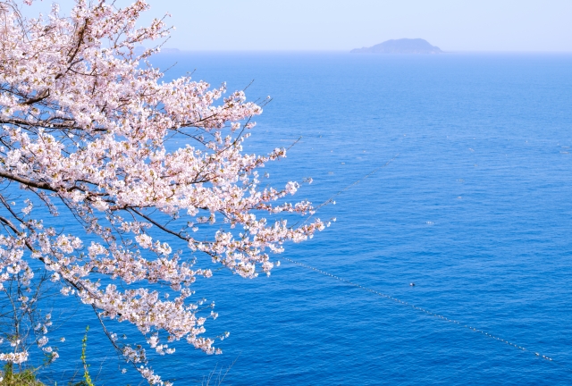 海辺の桜