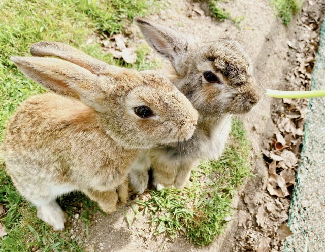 2匹のうさぎ