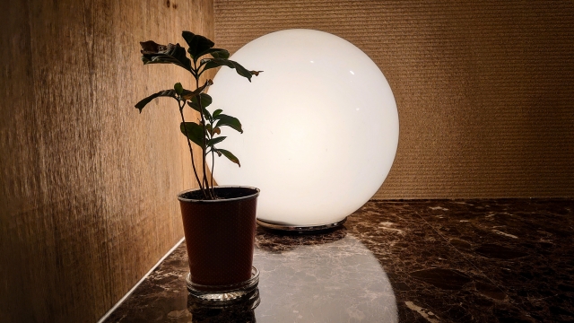 間接照明と観葉植物